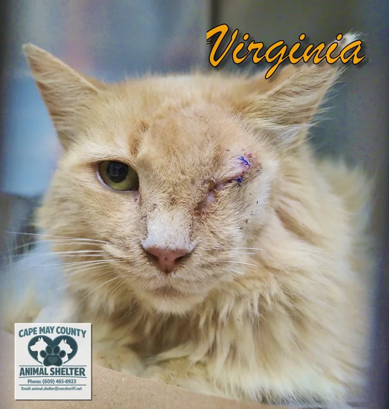 Virginia thumbnail 2