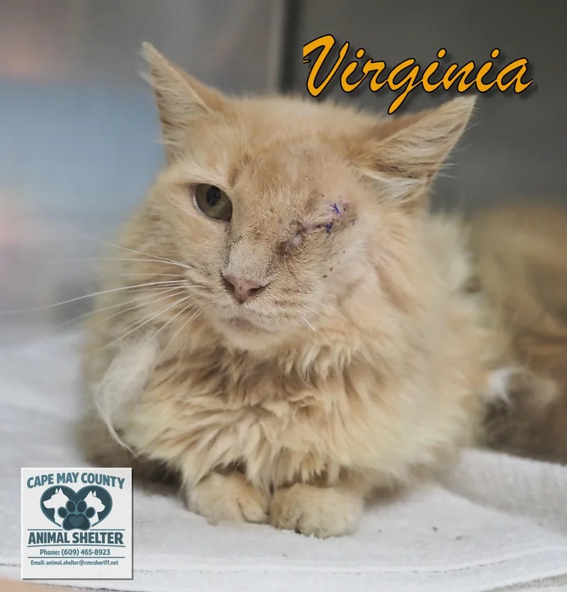 Virginia thumbnail 3