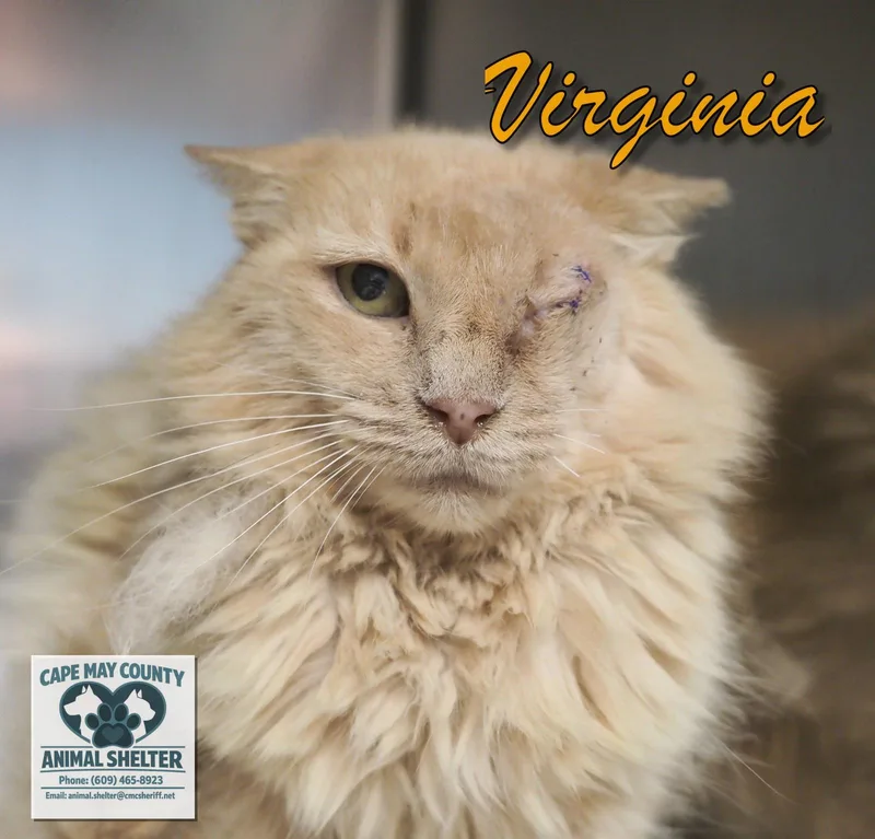 Virginia thumbnail 4