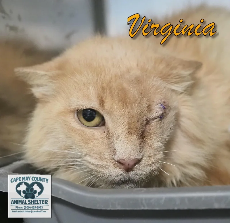 Virginia thumbnail 5