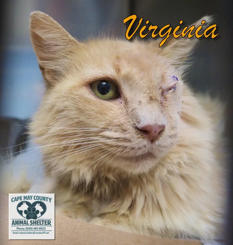 Virginia thumbnail 6