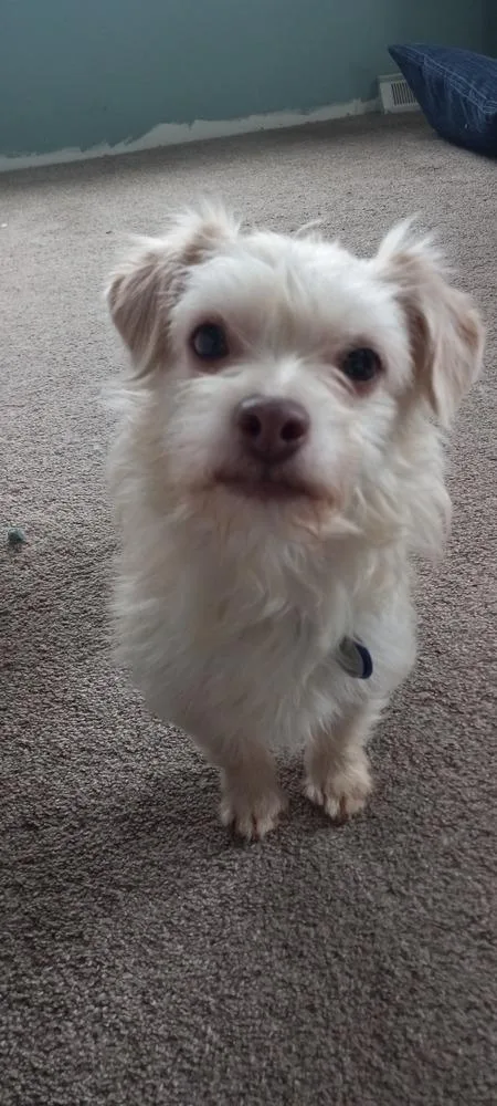 An adult small-sized female Chihuahua dog named Bramble for adoption in Littleton, CO
