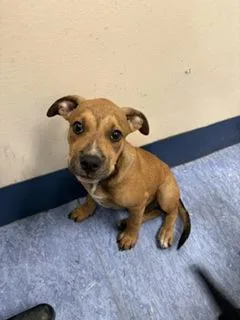 A baby small-sized male Yellow / Tan / Blond / Fawn Mixed Breed dog named Jerry Garcia for adoption in Charleston, SC