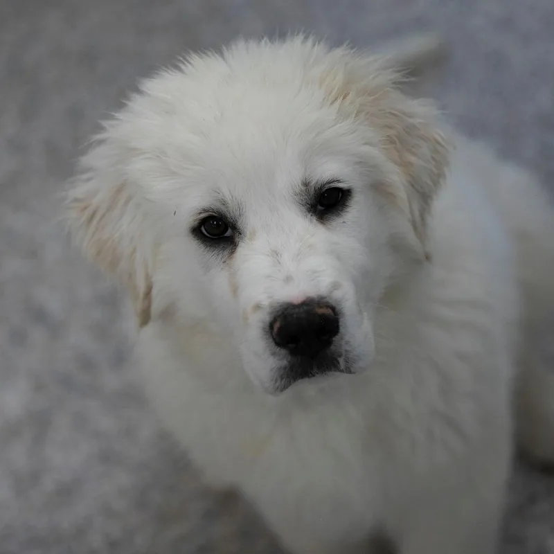 Ted