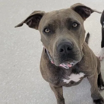 A young medium-sized female Mixed Breed dog named Goldie for adoption in Key Largo, FL