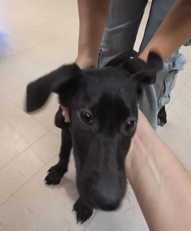 A baby medium-sized female German Shepherd Dog dog named Umber for adoption in Burnsville, NC