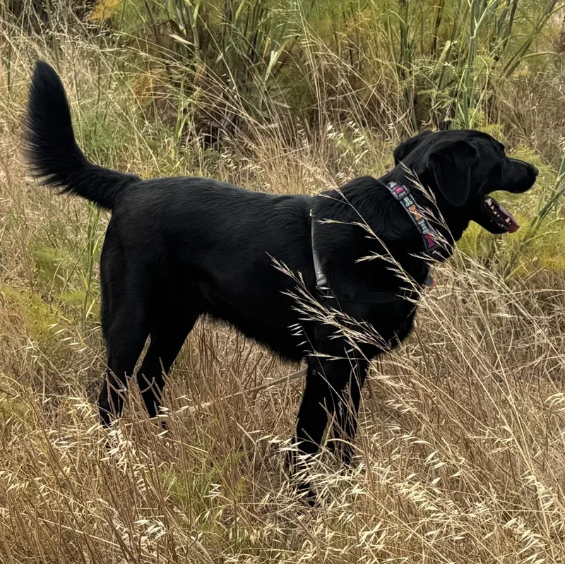 An adult large-sized male Black Labrador Retriever dog named Archie for adoption in San Francisco, CA