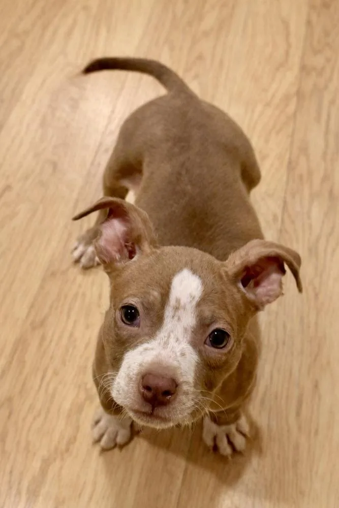 A baby medium-sized female American Bully dog named May for adoption in Muskego, WI