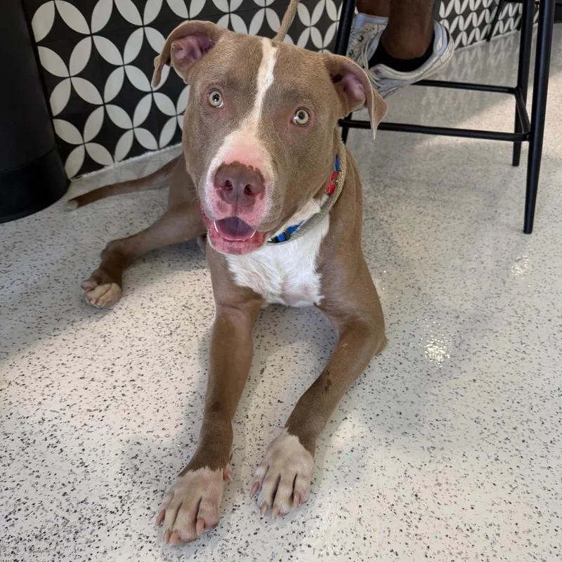 An adult large-sized male Pit Bull Terrier dog named Chopper A for adoption in Mission Hills, CA