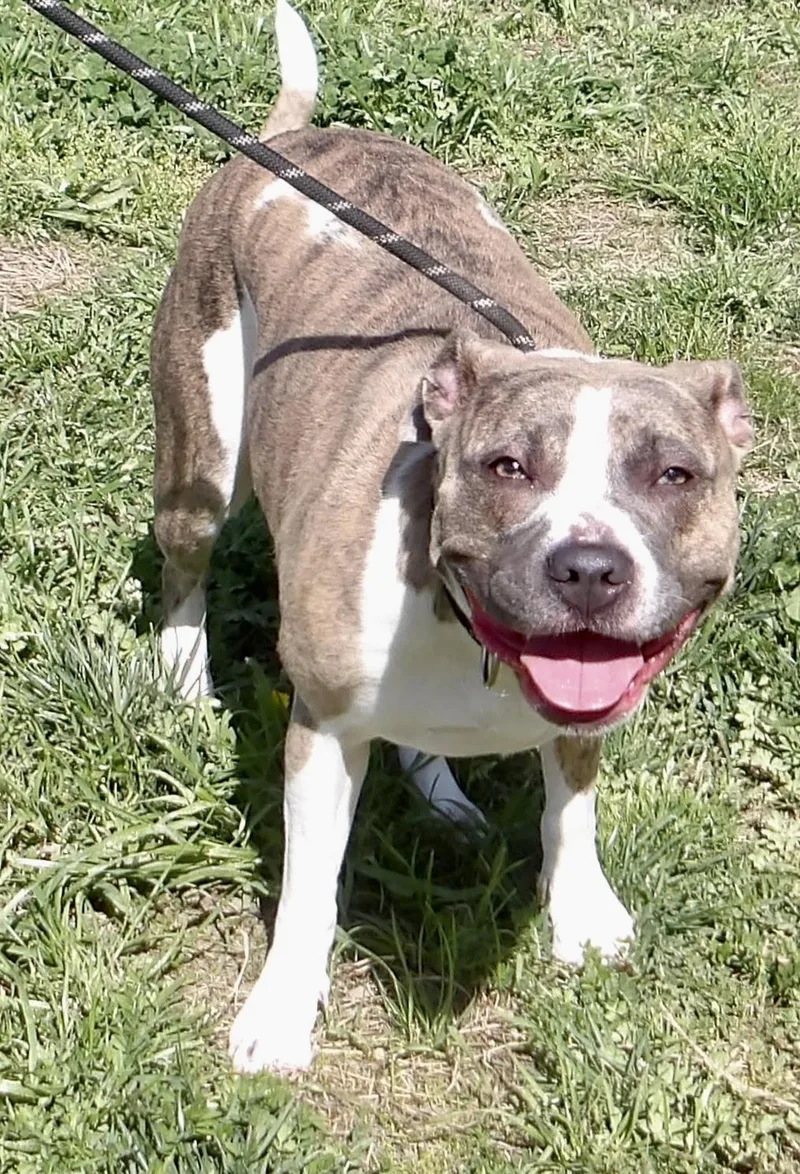 An adult medium-sized female Pit Bull Terrier dog named Sadie for adoption in Gloucester, VA