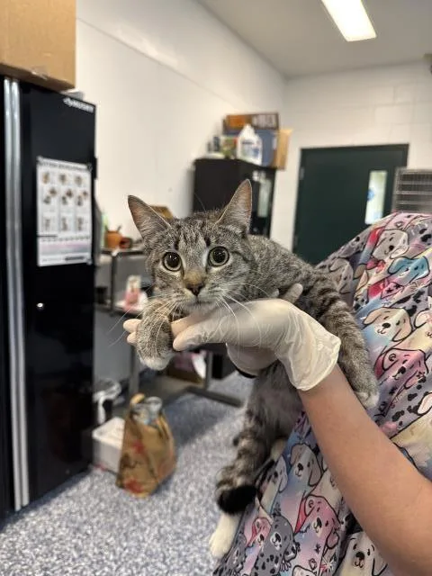 A young small-sized female Domestic Short Hair cat named Tracy for adoption in Thousand Palms, CA