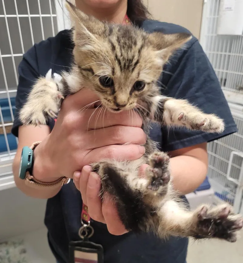 A baby small-sized male Domestic Short Hair cat named Po for adoption in Huntsville, TX