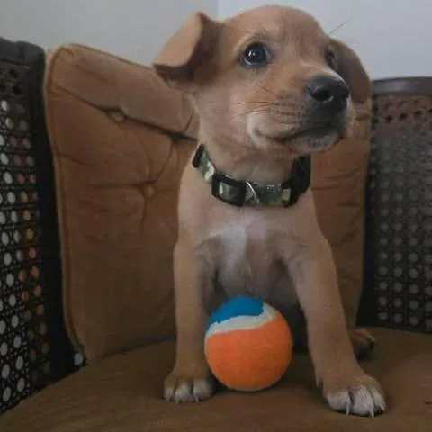 A baby medium-sized male Yellow / Tan / Blond / Fawn Australian Shepherd dog named Franklin for adoption in Overland Park, KS