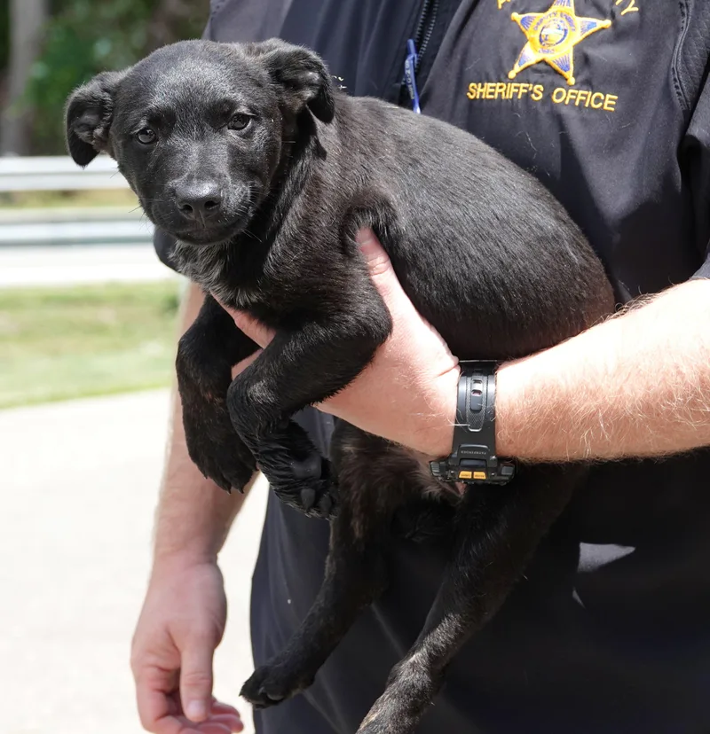 A baby medium-sized female Black Terrier dog named Morgan for adoption in Millfield, OH