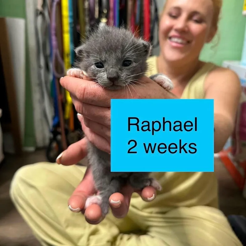A baby small-sized male Domestic Short Hair cat named Raphael for adoption in Tampa, FL