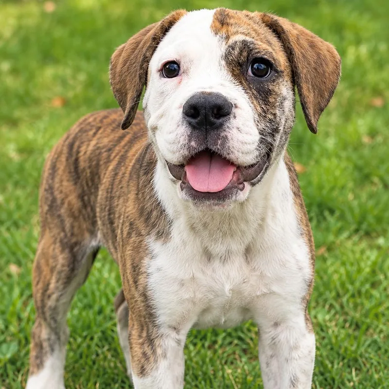 A baby medium-sized male Beagle dog named Buzz Lightyear for adoption in Columbus, OH
