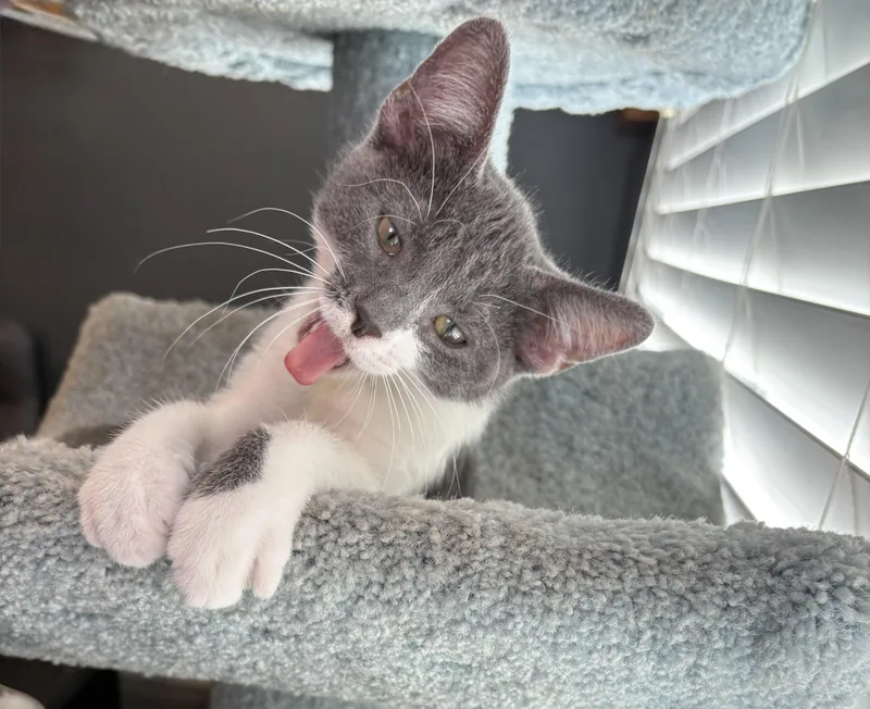 A baby small-sized female Gray & White Russian Blue cat named Dakota for adoption in Yorba Linda, CA