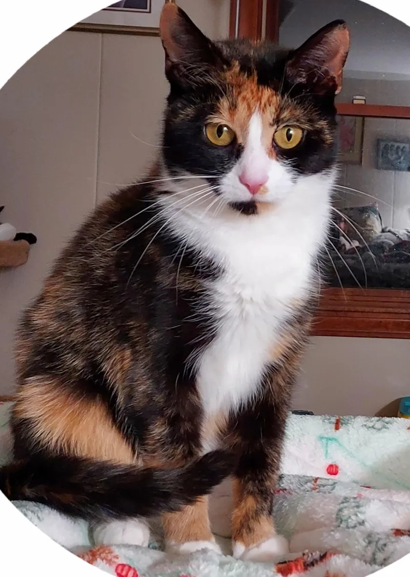 An adult small-sized female Domestic Short Hair cat named Jennifer    for adoption in Sterling, MA