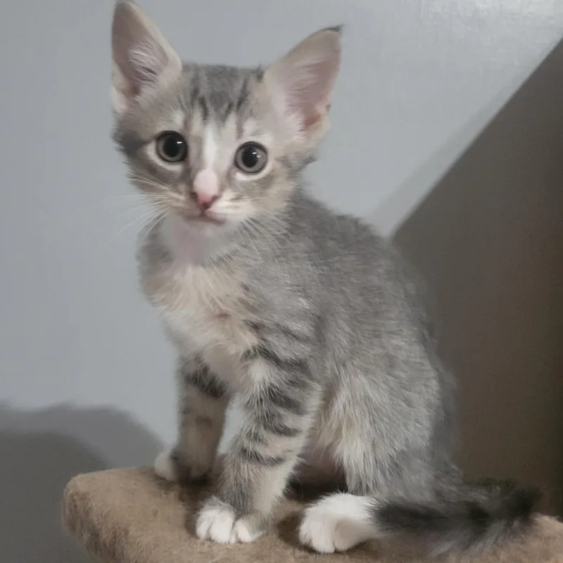 A baby small-sized female Gray / Blue / Silver Domestic Short Hair cat named Solstice for adoption in Chattanooga, TN