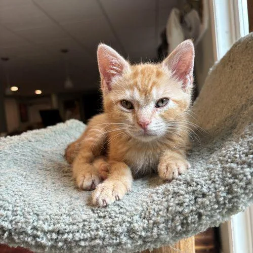 Butterscotch