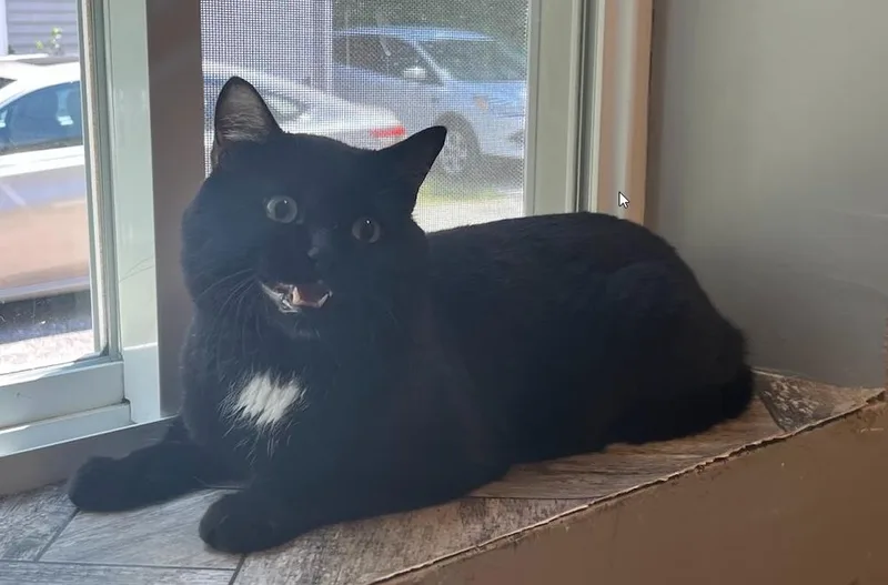 An adult large-sized male Black & White / Tuxedo Domestic Short Hair cat named Charlie for adoption in Hudson, NH