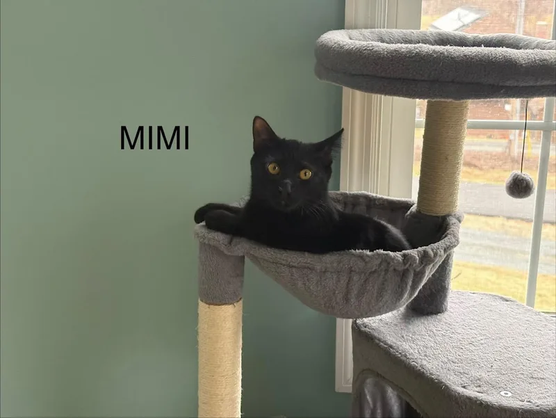 Mimi
