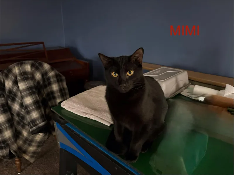 Mimi thumbnail 3