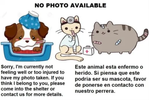 A young medium-sized male Domestic Short Hair cat named Ringo for adoption in Los Angeles, CA