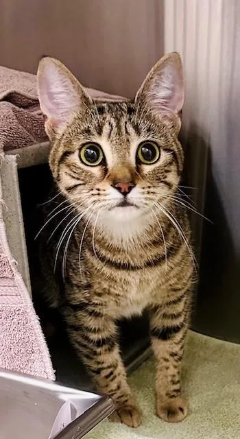 A young small-sized female Domestic Short Hair cat named Pearl for adoption in Derwood, MD