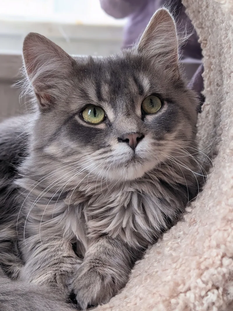 A baby medium-sized female Tabby (Gray / Blue / Silver) Domestic Medium Hair cat named Opal for adoption in Johnsburg, IL