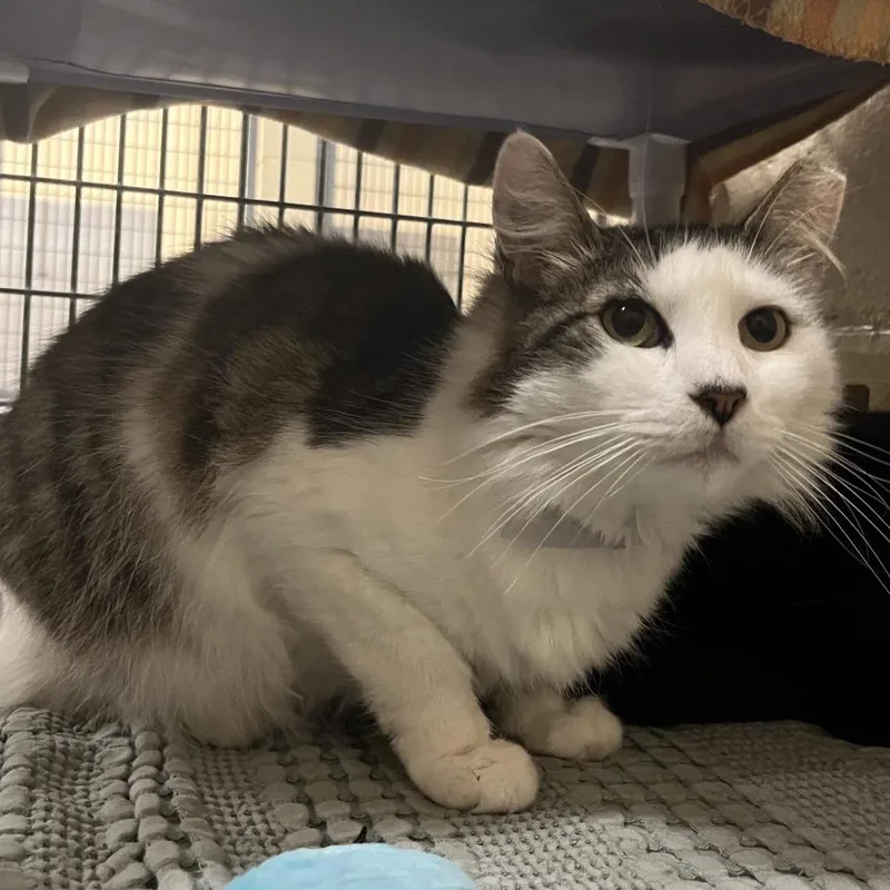 An adult large-sized female White Domestic Medium Hair cat named Gogo for adoption in Los Angeles, CA