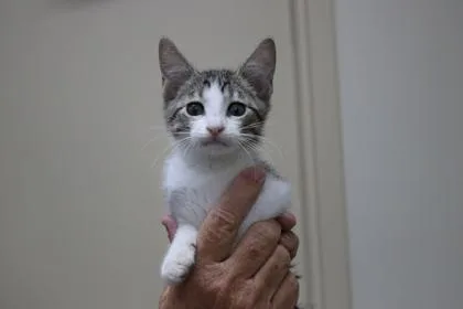 A baby small-sized male Domestic Short Hair cat named Bowinkle for adoption in Brunswick, GA