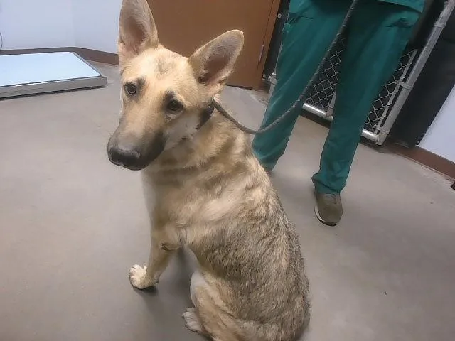 A young large-sized female German Shepherd Dog dog named Nala for adoption in Phoenix, AZ