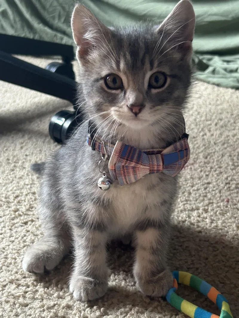 A young medium-sized male Tabby (Gray / Blue / Silver) Domestic Short Hair cat named Nigel for adoption in Lemont, IL