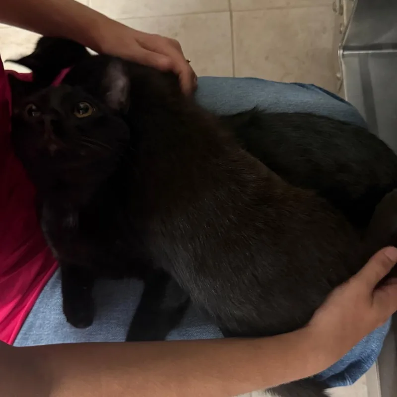 A young medium-sized male Black Domestic Short Hair cat named Smoky for adoption in Lakeland, FL