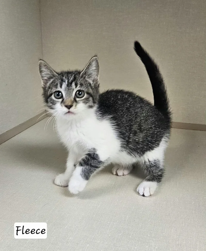 A baby medium-sized female Tabby (Gray / Blue / Silver) Domestic Short Hair cat named Fleece for adoption in Wapakoneta, OH