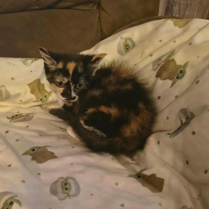 A baby small-sized female Black Domestic Short Hair cat named Celeste for adoption in Pittsburg, KS