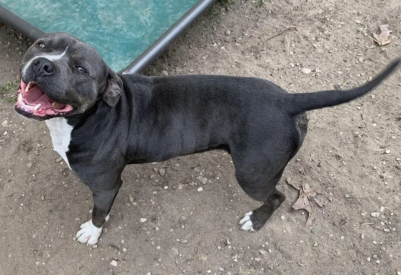 An adult medium-sized female American Bully dog named Bonnir for adoption in Kalkaska, MI