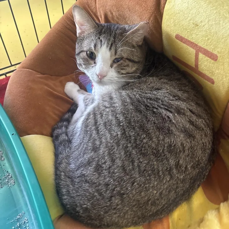 An adult medium-sized male White Domestic Short Hair cat named Charming for adoption in Midland, TX