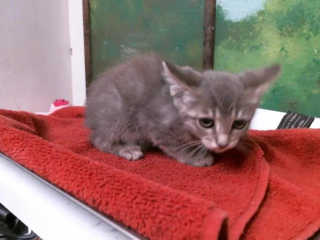 A baby small-sized male Domestic Short Hair cat named Pineapple for adoption in Houston, TX