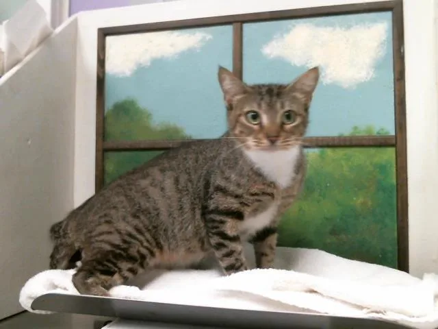 A young medium-sized female Domestic Short Hair cat named Mama for adoption in Houston, TX