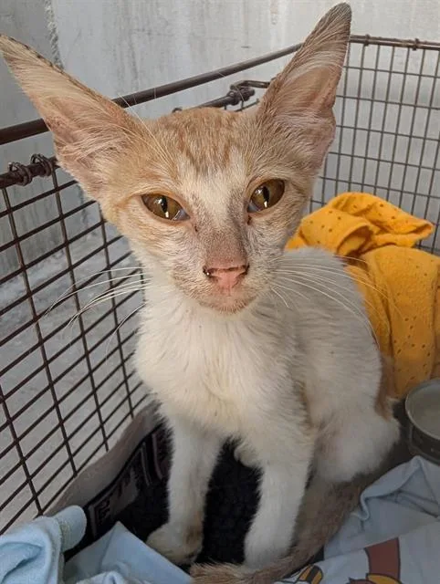 A young small-sized male Domestic Short Hair cat named Peewee for adoption in San Antonio, TX