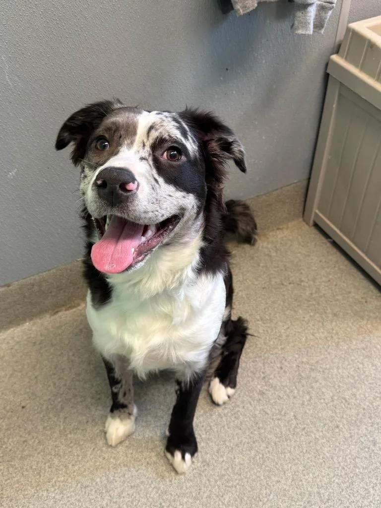 A young medium-sized male Australian Shepherd dog named Hodgepodge for adoption in Bloomington, IN