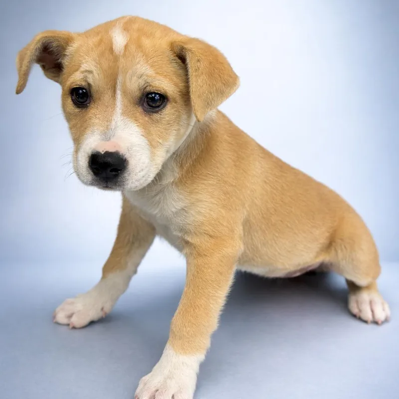 A baby small-sized female Yellow / Tan / Blond / Fawn Terrier dog named Nala for adoption in San Antonio, TX