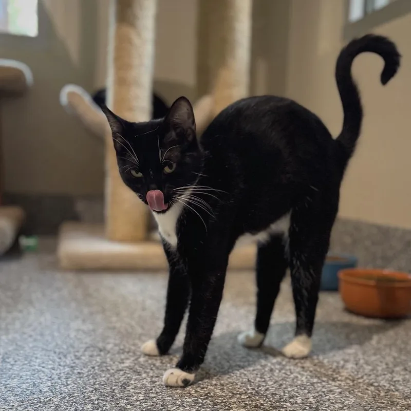 An adult medium-sized female Domestic Short Hair cat named Verona for adoption in Cumming, GA