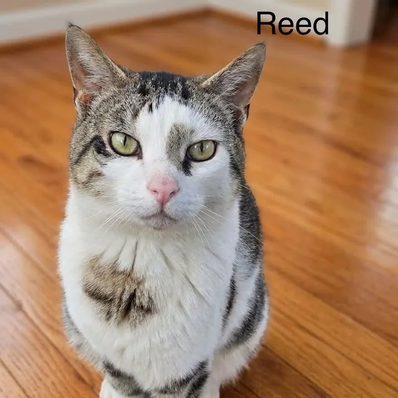Reed thumbnail 2