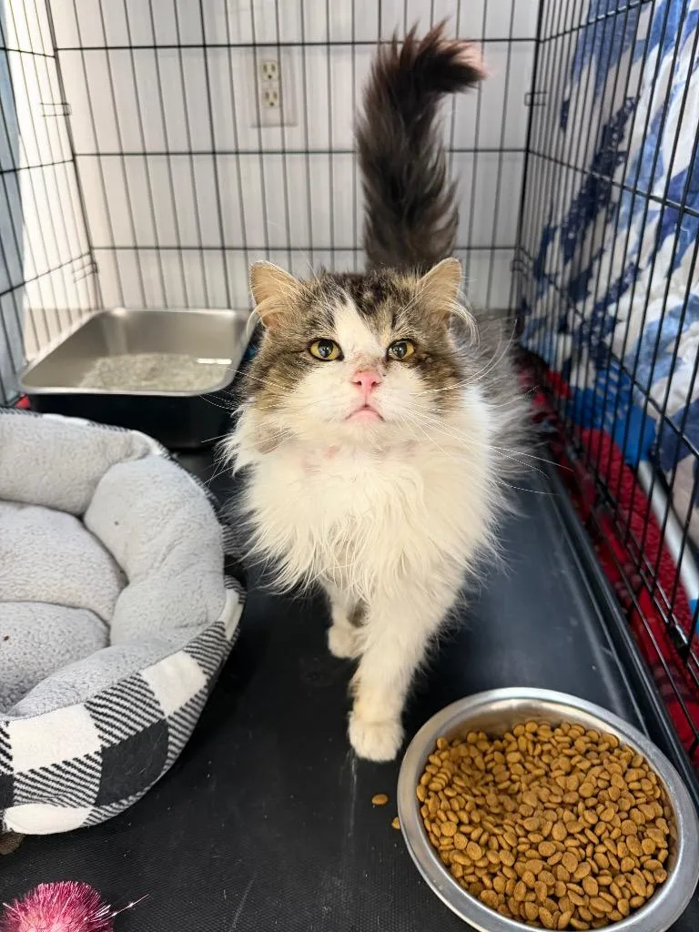 An adult large-sized male Domestic Short Hair cat named Arizona for adoption in Glenfield, NY