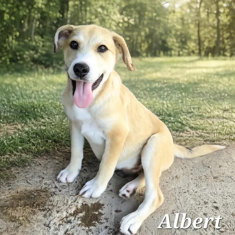 A baby medium-sized male Apricot / Beige Labrador Retriever dog named Albert for adoption in Edinburg, TX