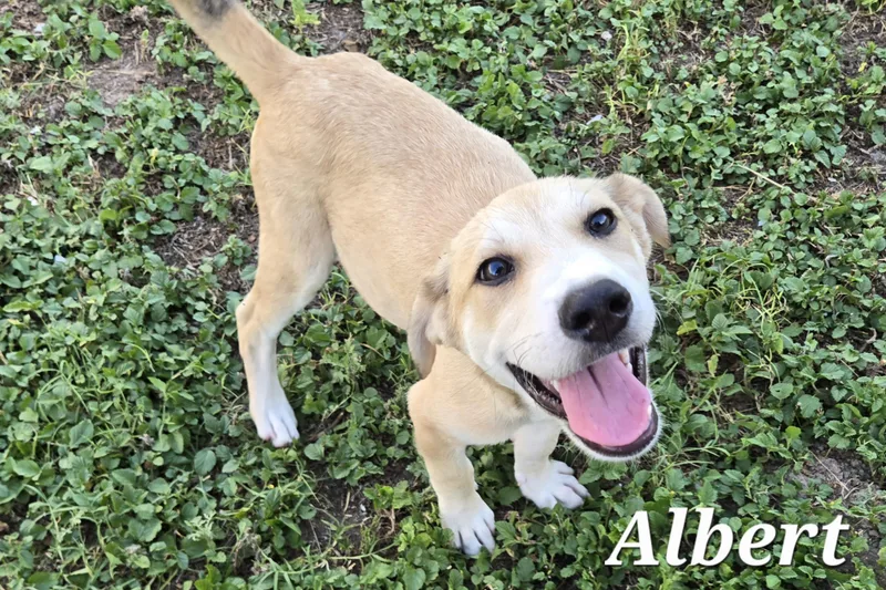 Albert thumbnail 2