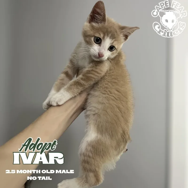 A young small-sized male Domestic Short Hair cat named Ivar for adoption in Wilmington, NC